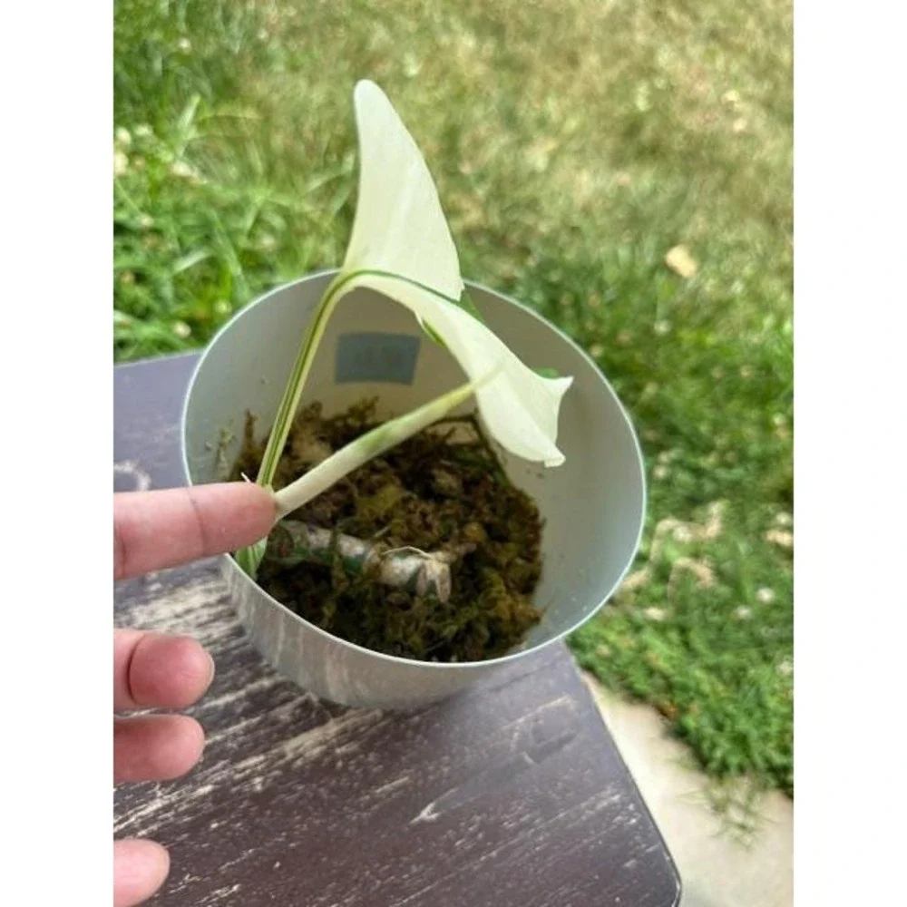 Monstera Albo Variegated – Exact Live Rooted Plant - US Seller - #13